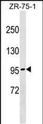 NDST4 Antibody in Western Blot (WB)