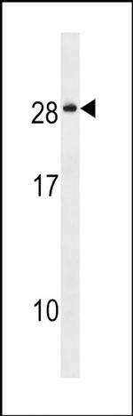NKAIN4 Antibody in Western Blot (WB)