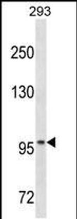 OTUD7A Antibody in Western Blot (WB)