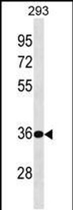 BPHL Antibody in Western Blot (WB)
