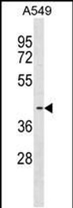 FADS3 Antibody in Western Blot (WB)