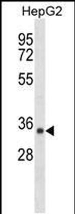 SDR39U1 Antibody in Western Blot (WB)