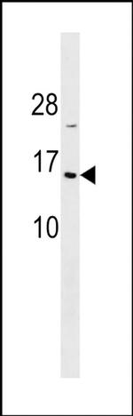 HIST1H2BA Antibody in Western Blot (WB)
