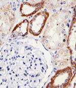 SNX3 Antibody in Immunohistochemistry (Paraffin) (IHC (P))