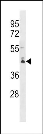 PCMTD2 Antibody in Western Blot (WB)