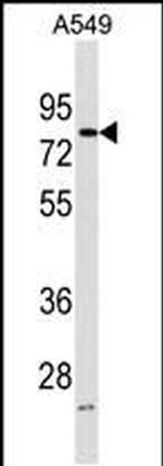 FRMD3 Antibody in Western Blot (WB)