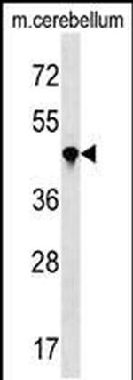 PPIL4 Antibody in Western Blot (WB)