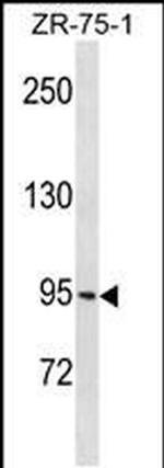 PCDHGB1 Antibody in Western Blot (WB)