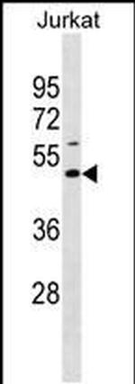 EAF1 Antibody in Western Blot (WB)