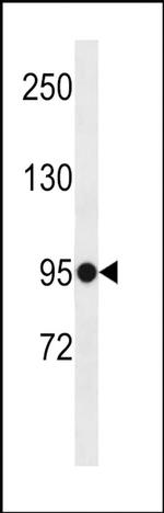 ELFN1 Antibody in Western Blot (WB)