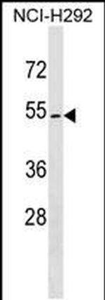 ZPLD1 Antibody in Western Blot (WB)