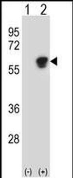 NAP1L1 Antibody in Western Blot (WB)