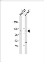 MAN2C1 Antibody in Western Blot (WB)