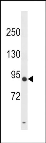 DPY19L3 Antibody in Western Blot (WB)