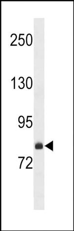 FCHSD2 Antibody in Western Blot (WB)