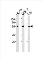 C16orf71 Antibody in Western Blot (WB)