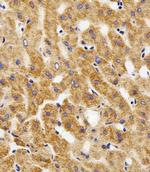 MPP7 Antibody in Immunohistochemistry (Paraffin) (IHC (P))