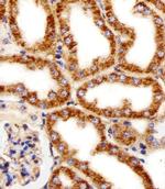MPP7 Antibody in Immunohistochemistry (Paraffin) (IHC (P))