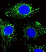 NDUFC2 Antibody in Immunocytochemistry (ICC/IF)