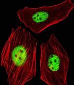 AGAP4 Antibody in Immunocytochemistry (ICC/IF)