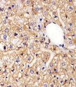 AGAP4 Antibody in Immunohistochemistry (Paraffin) (IHC (P))