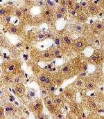 FXYD6 Antibody in Immunohistochemistry (Paraffin) (IHC (P))