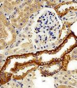 FXYD6 Antibody in Immunohistochemistry (Paraffin) (IHC (P))