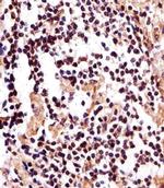 IZUMO2 Antibody in Immunohistochemistry (Paraffin) (IHC (P))