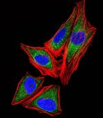 SNRPG Antibody in Immunocytochemistry (ICC/IF)
