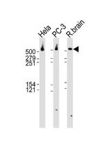 DYNC1H1 Antibody in Western Blot (WB)