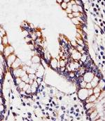 CHST12 Antibody in Immunohistochemistry (PFA fixed) (IHC (PFA))