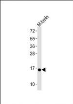 CISD2 Antibody in Western Blot (WB)
