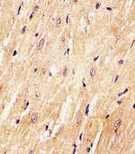 PCQAP Antibody in Immunohistochemistry (PFA fixed) (IHC (PFA))