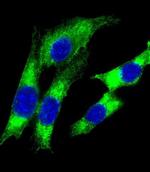 HLA-DQA1 Antibody in Immunocytochemistry (ICC/IF)