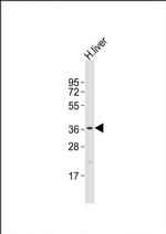 DAO Antibody in Western Blot (WB)