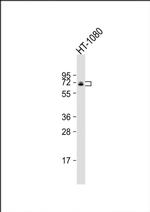 C17orf80 Antibody in Western Blot (WB)
