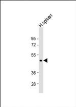 DPEP2 Antibody in Western Blot (WB)