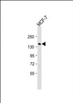 SCAF8 Antibody in Western Blot (WB)