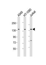 FMN1 Antibody in Western Blot (WB)