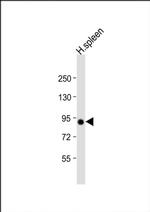 VAC14 Antibody in Western Blot (WB)