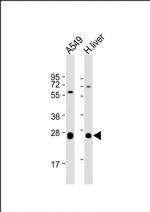 TRH Antibody in Western Blot (WB)