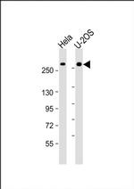 FANCM Antibody in Western Blot (WB)