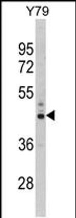 PSMD13 Antibody in Western Blot (WB)