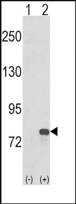 GMPS Antibody in Western Blot (WB)