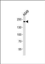 SLK Antibody in Western Blot (WB)