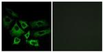 NT5C1A Antibody in Immunocytochemistry (ICC/IF)
