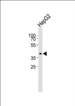 MRPS22 Antibody in Western Blot (WB)