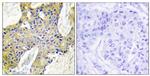 IARS2 Antibody in Immunohistochemistry (Paraffin) (IHC (P))