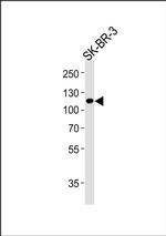 IARS2 Antibody in Western Blot (WB)