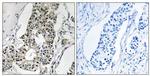 RIM4 Antibody in Immunohistochemistry (Paraffin) (IHC (P))